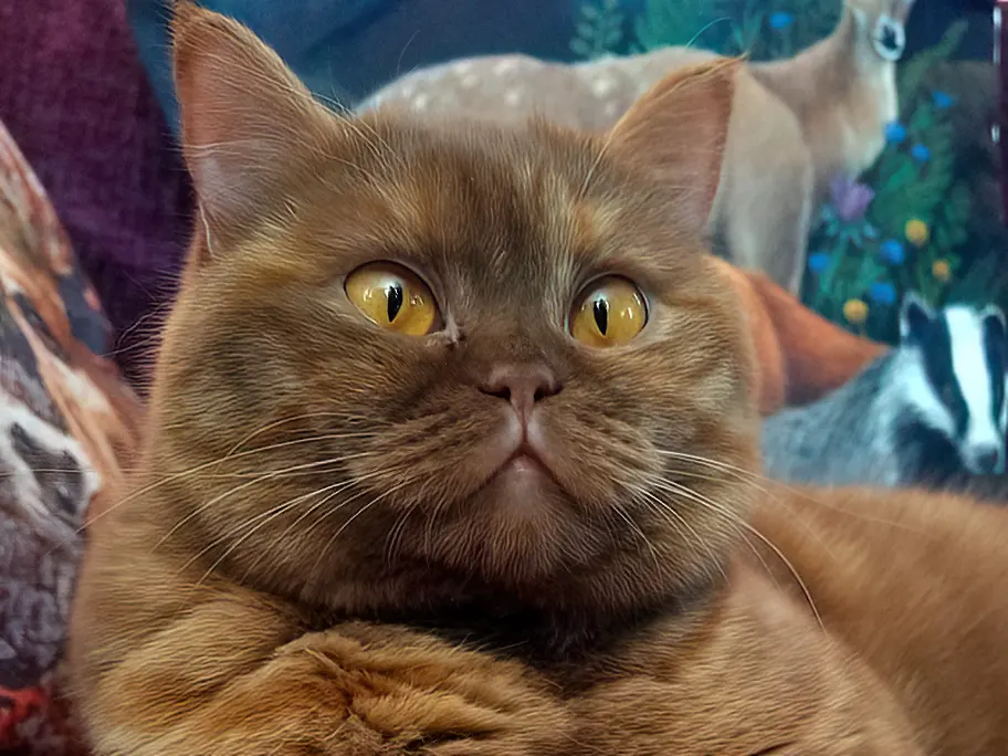 The Pumpkin Queen Kitty